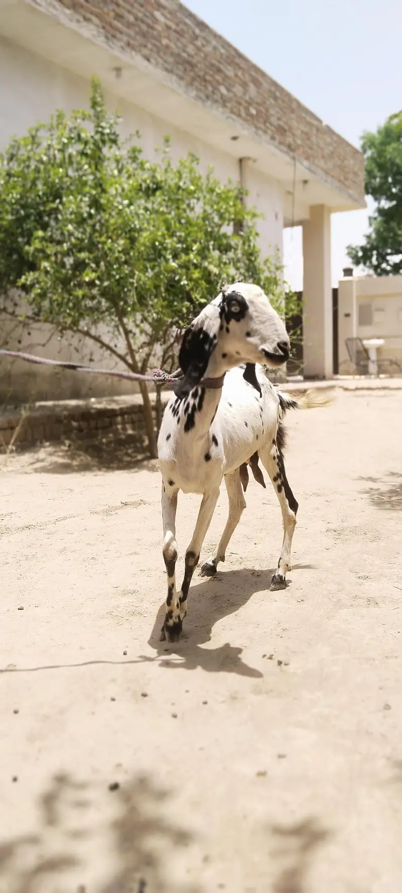 barbani bakri with 1 female kid age 6 month — photo 4
