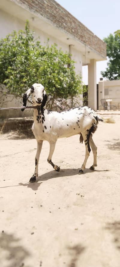 barbani bakri with 1 female kid age 6 month