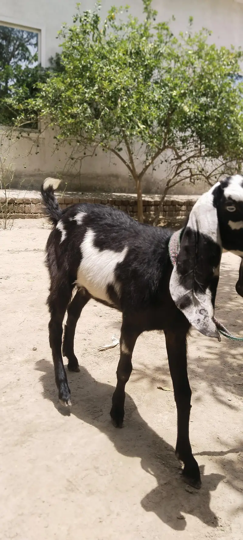 barbani bakri with 1 female kid age 6 month — photo 5