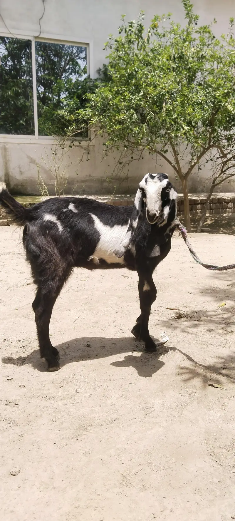 barbani bakri with 1 female kid age 6 month — photo 6