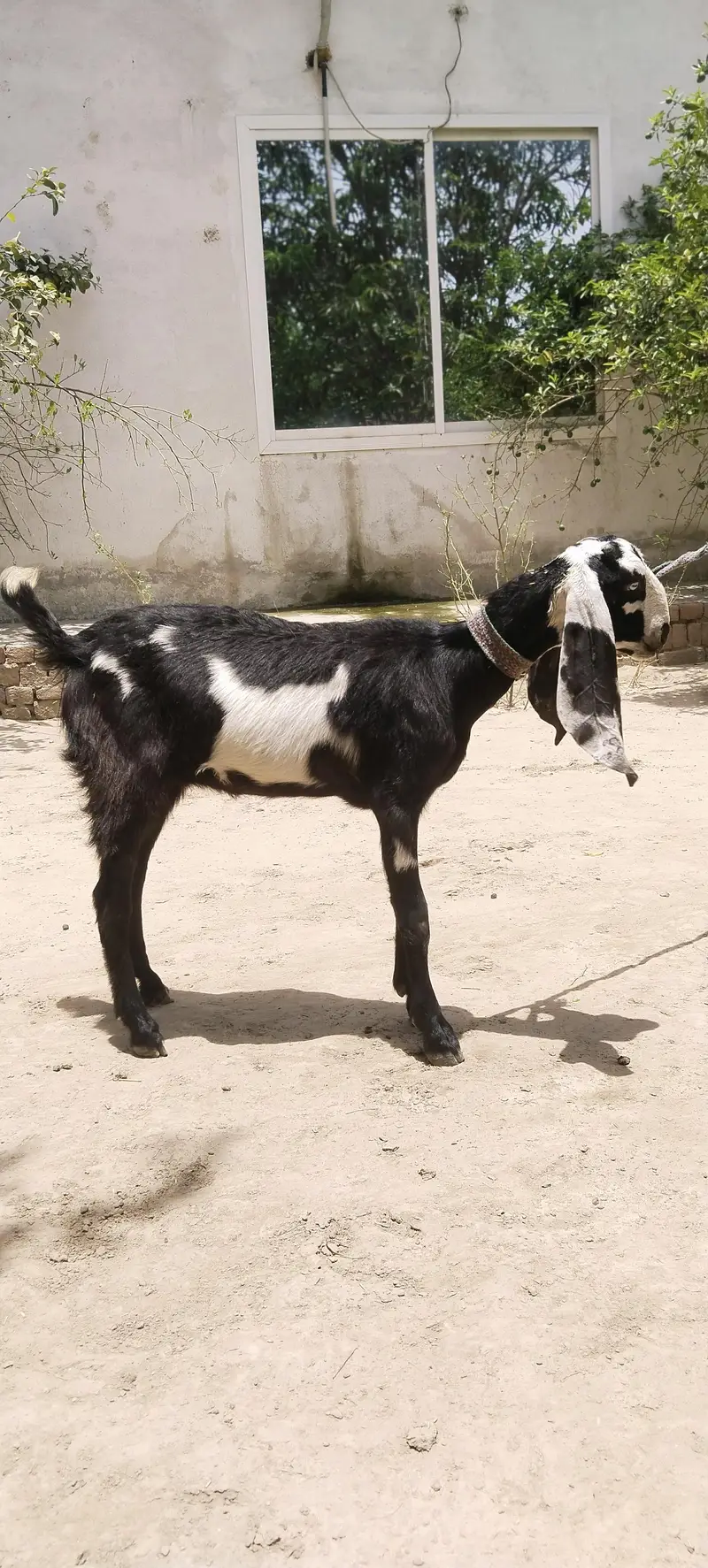 barbani bakri with 1 female kid age 6 month — photo 7