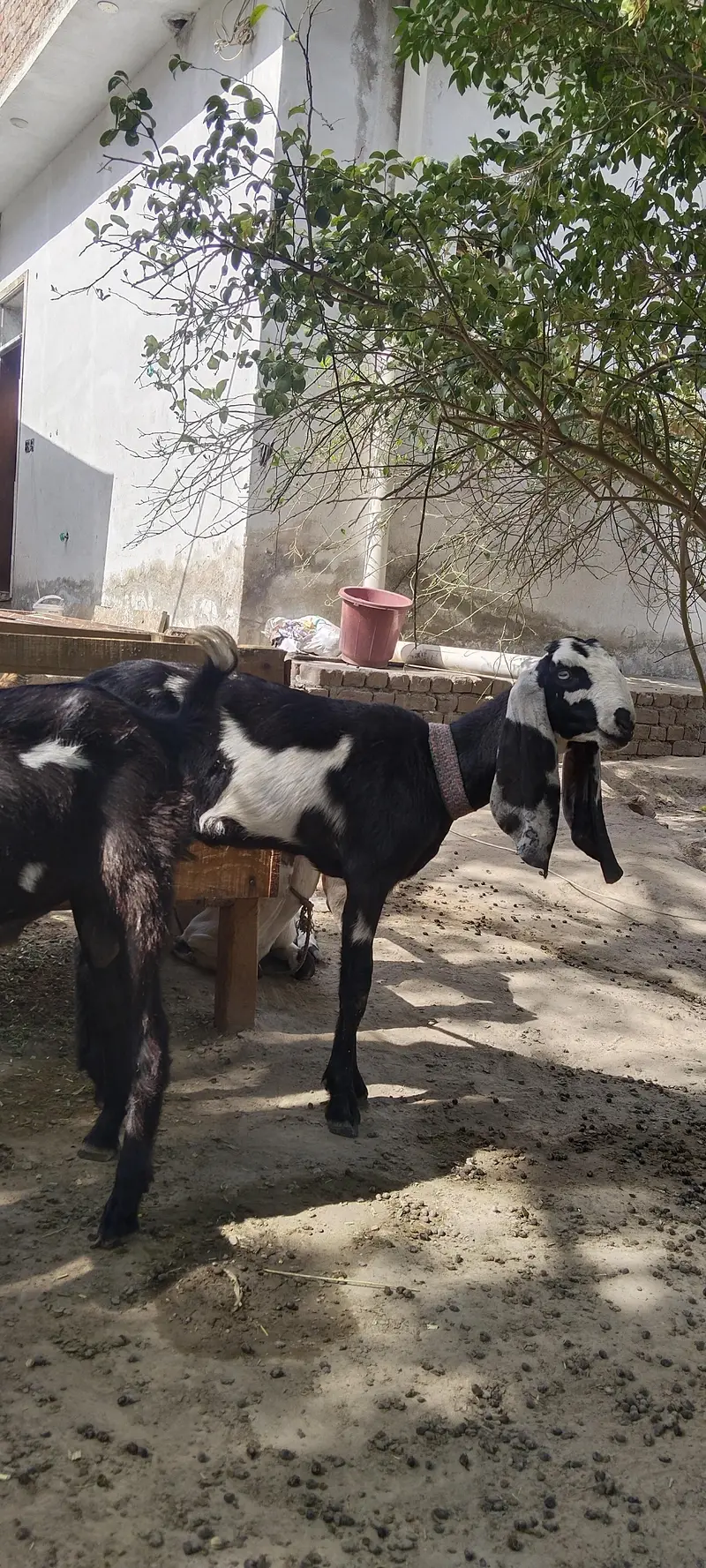 barbani bakri with 1 female kid age 6 month — photo 8