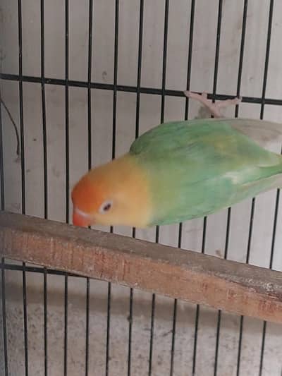 parblue opline pale fellow pair with 2 self chicks and 01 egg