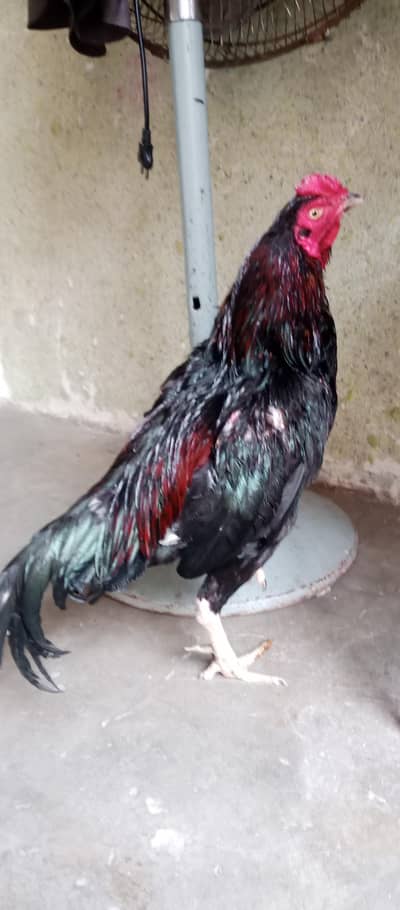 lakha or jawa morga kurak to morgiya for sale