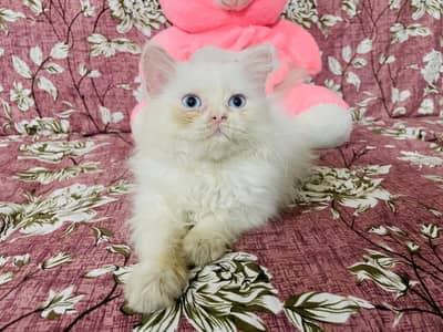 Blue eyes Persian kitten Available