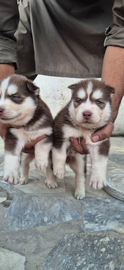 Siberian husky