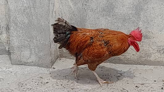 Golden misri murgha | Breeder