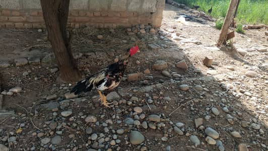 Aseel Murgh for Sale