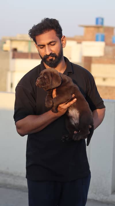 Pedigree Labrador