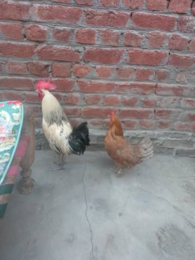 1 murga ha or 1 murgi ha andaa bi dati ha