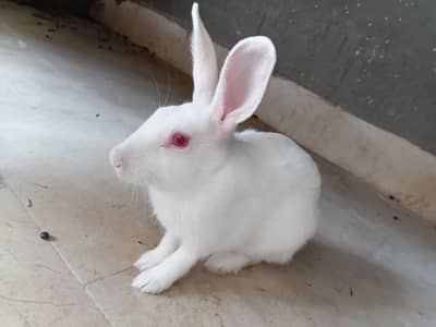white rabbit red eye pure white