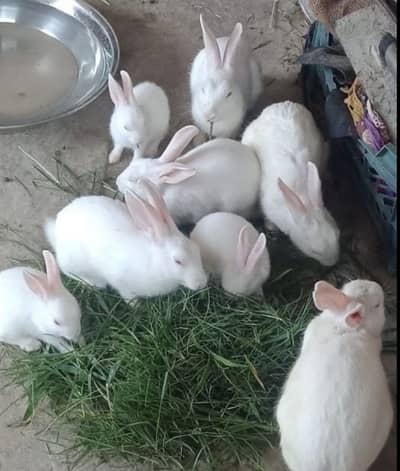 5 Rabbits Family