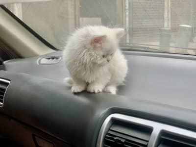 Persian Punch Face  triple coated Cat for sale