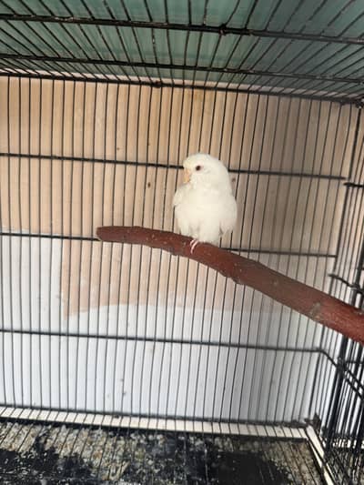 Australian Parrots Breeder