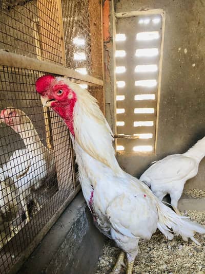 Parrot Beak Hens Chicks | Indian parrot beak | parrot chonch hens