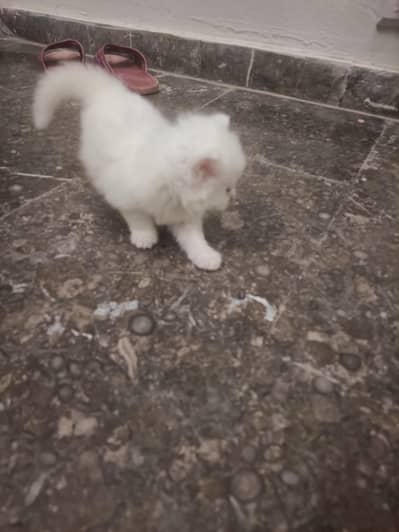 Kitten