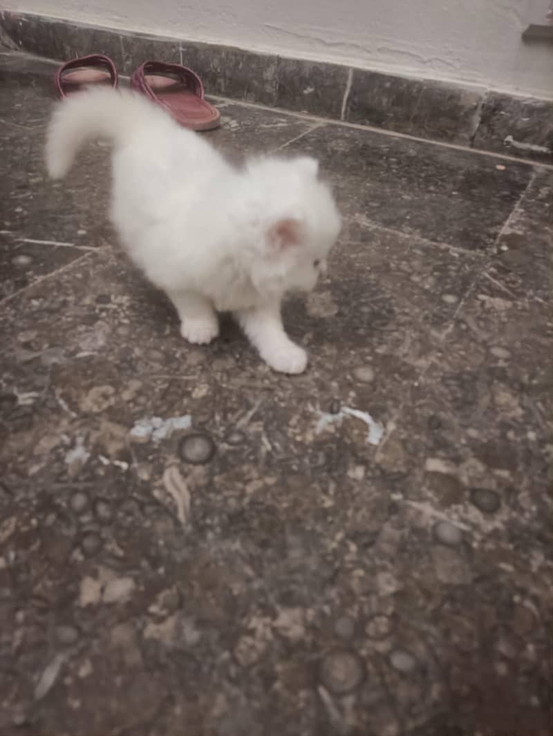 Kitten 0