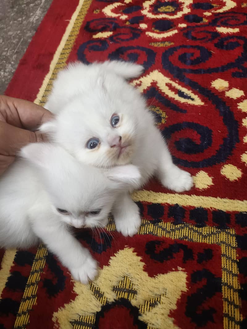 Kitten 1