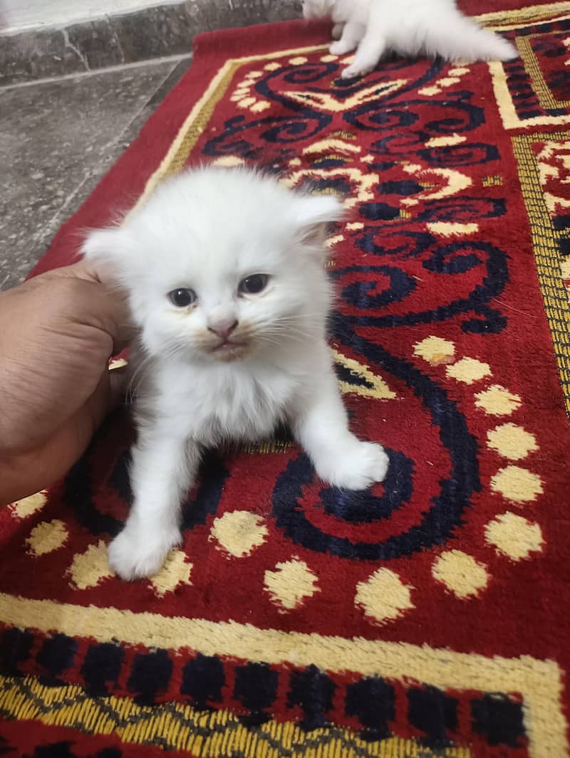 Kitten 2