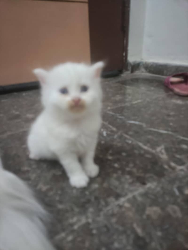 Kitten 3