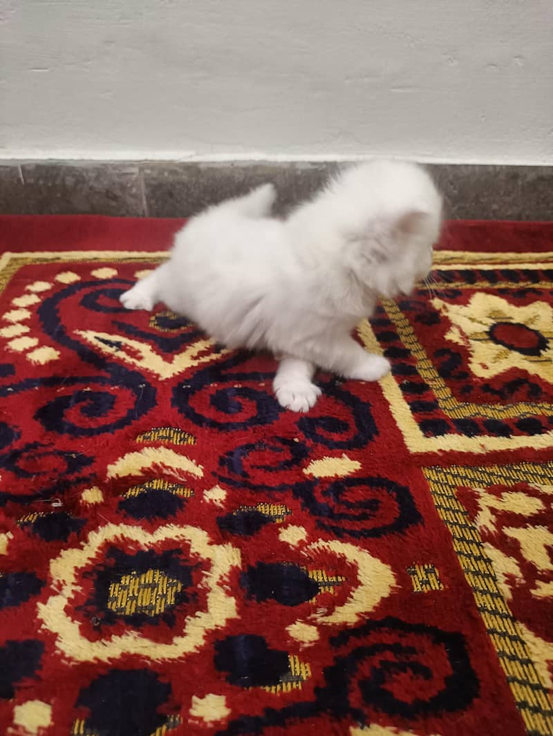 Kitten 4
