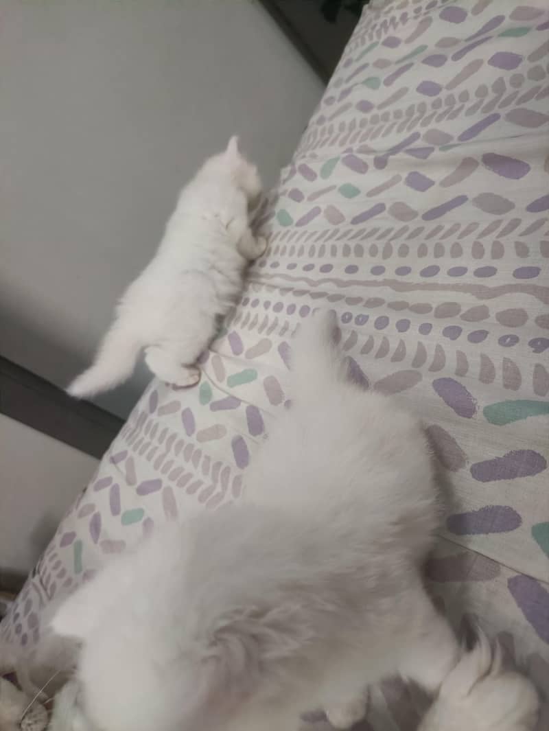 Kitten 5