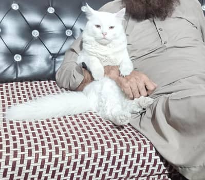 Turkish white breeder male in healthy condition