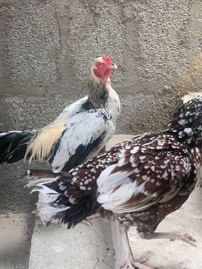 healthy and active Assel pair for Sale