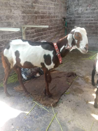 Goat for sale