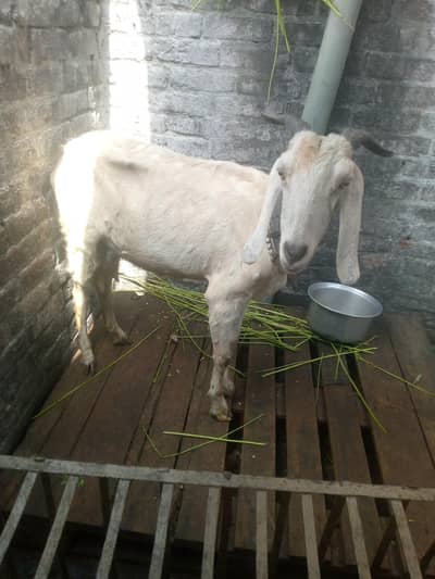 Goat for sale