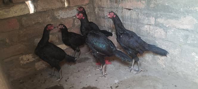 Aseel setup for sale 1 male 9 female
