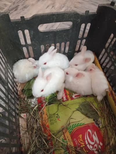 White Rabbit Bunnies سفید ریڈ آئیز خرگوش کے بچے