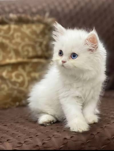 triple coat persian odd eyes