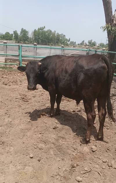 Jersey and Holestian Friesian Bull | بیل |Australia imported