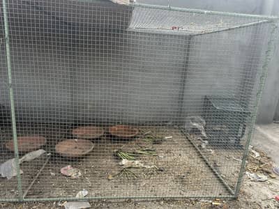 Aseel Murga Cage