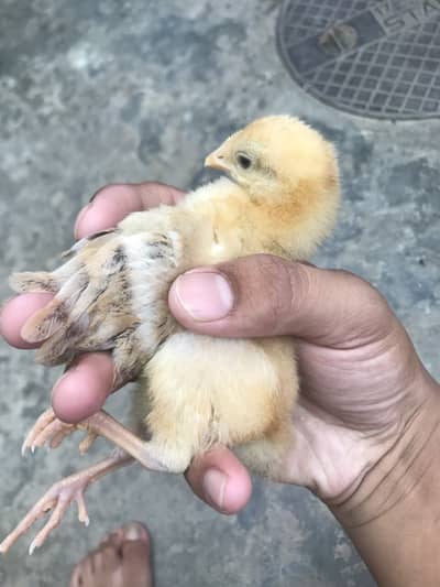 Desi chicks