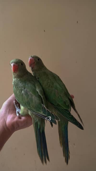 ringneck handtame chicks