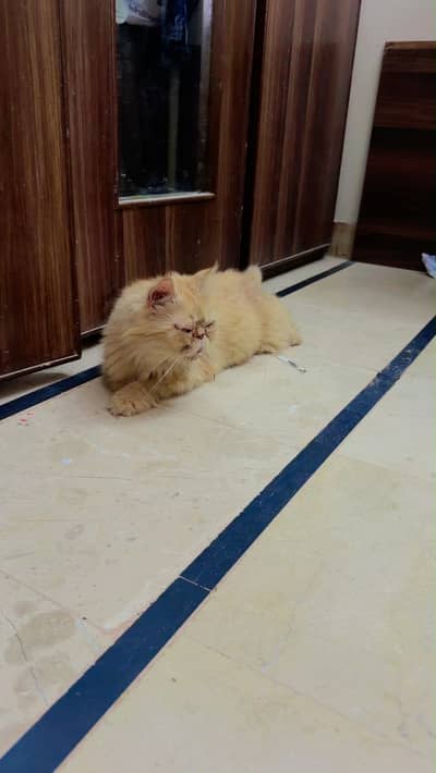 Persian brown cat for sale
