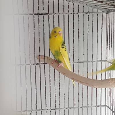 Breeder pair