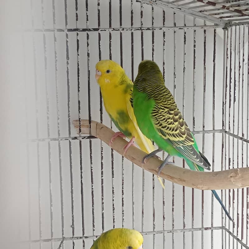 Breeder pair 1