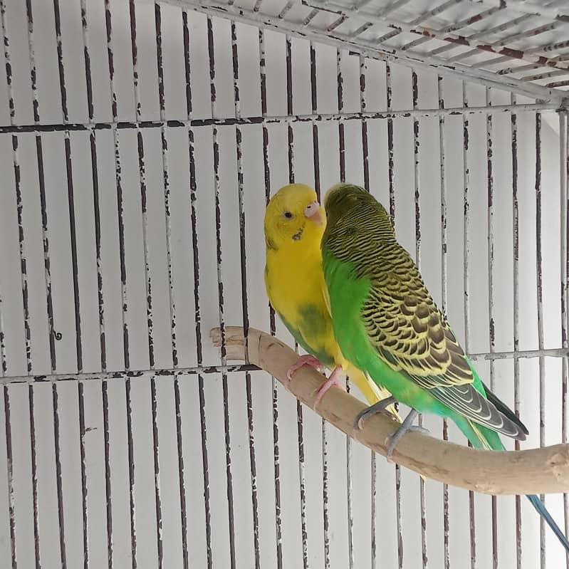 Breeder pair 2