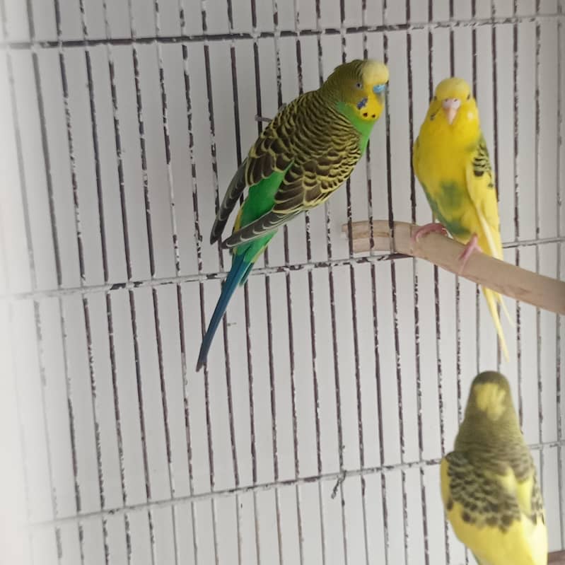 Breeder pair 3