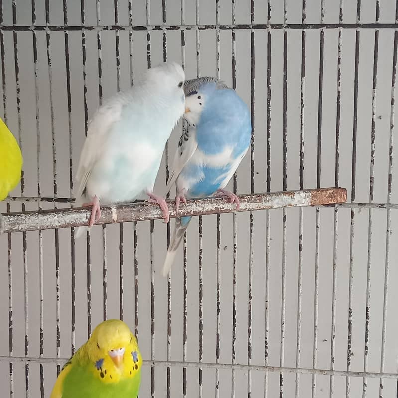 Breeder pair 4
