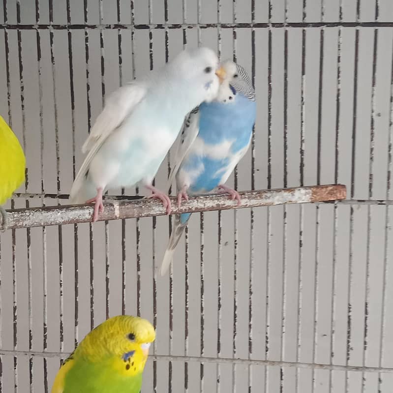 Breeder pair 5