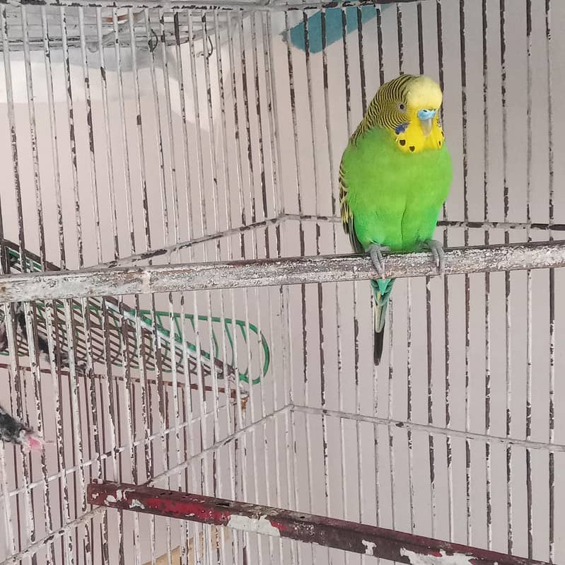Breeder pair 6