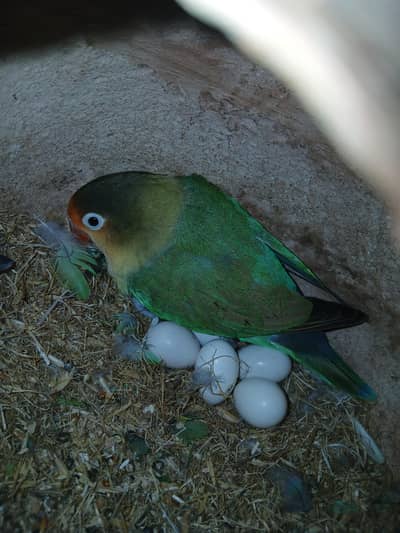 lovebirds pair for sale