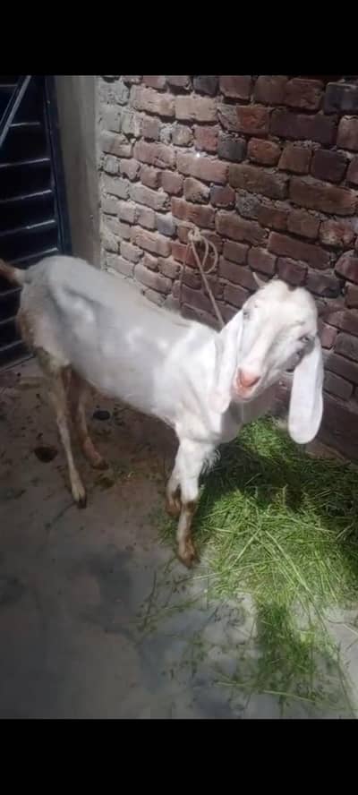 bakre+bacha x2.03014073620