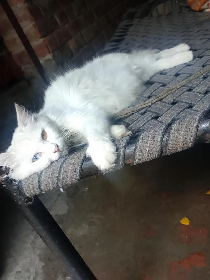 cat person — photo 2