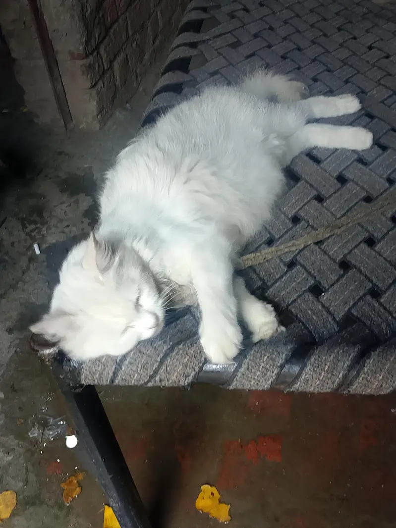 cat person — photo 3