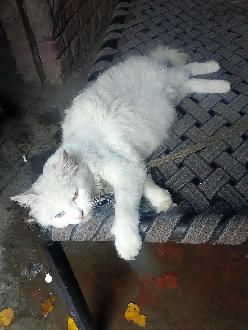 cat person — photo 4